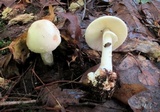 Amanita brunnescens image