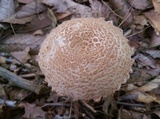 Amanita daucipes image