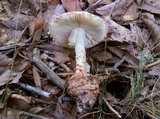 Amanita daucipes image