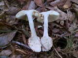 Amanita daucipes image