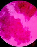 Peniophorella praetermissa image