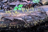 Calocera cornea image