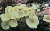 Chrysomphalina strombodes image