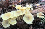 Chrysomphalina strombodes image