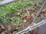 Psilocybe merdaria image