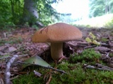 Boletus vermiculosoides image