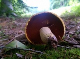 Boletus vermiculosoides image