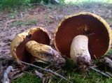 Boletus vermiculosoides image