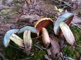 Boletus vermiculosoides image