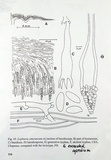 Lopharia cinerascens image