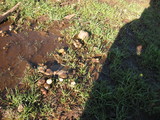 Psilocybe merdaria image