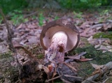 Tylopilus variobrunneus image