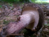 Tylopilus variobrunneus image