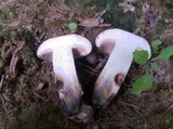 Tylopilus variobrunneus image
