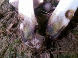 Tylopilus variobrunneus image