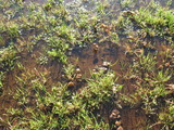 Psilocybe merdaria image