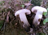 Tylopilus variobrunneus image