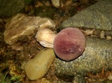 Tylopilus rubrobrunneus image