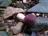 Tylopilus rubrobrunneus image