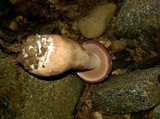 Tylopilus rubrobrunneus image