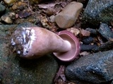 Tylopilus rubrobrunneus image
