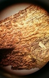 Tubulicrinis gracillimus image