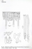 Tubulicrinis gracillimus image