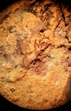 Tomentella bryophila image