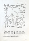 Tomentella bryophila image