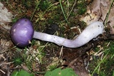 Cortinarius iodes image