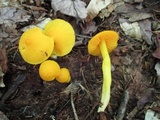 Humidicutis marginata image
