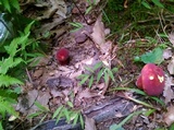 Boletus carminiporus image