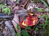 Boletus carminiporus image