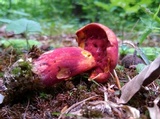 Boletus carminiporus image
