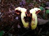 Boletus carminiporus image