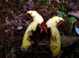 Boletus carminiporus image