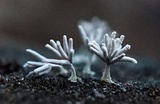 Arcyria cinerea image