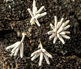 Arcyria cinerea image