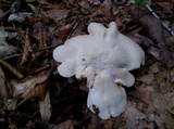 Clitopilus prunulus image