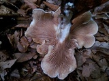Clitopilus prunulus image