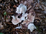 Clitopilus prunulus image