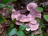 Meripilus sumstinei image