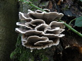 Bjerkandera adusta image