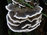 Bjerkandera adusta image