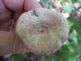 Lactarius subpurpureus image