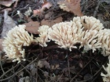 Aphelaria tuberosa image