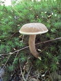 Xanthoconium affine image