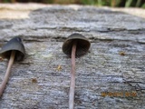 Psilocybe papuana image