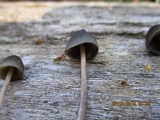 Psilocybe papuana image