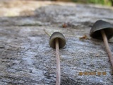 Psilocybe papuana image